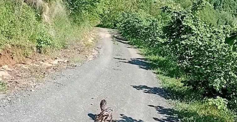 Trabzonlu Vatandaşın Karaca Yavrularına Verdiği İsimler Dikkat Çekti