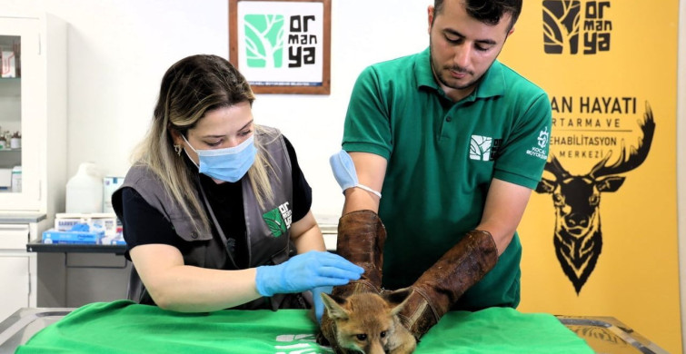 Trafik kazasında yaralanan yavru tilki, Ormanya'da tedavi ediliyor