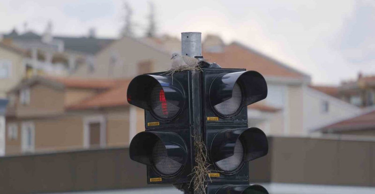 Trafik Lambasında Kumru Yuvası Görülüyor