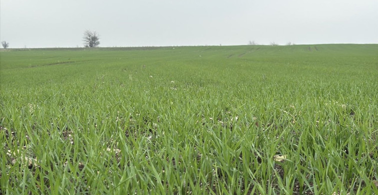 Trakya'da Buğday Ekim Çalışmaları Devam Ediyor