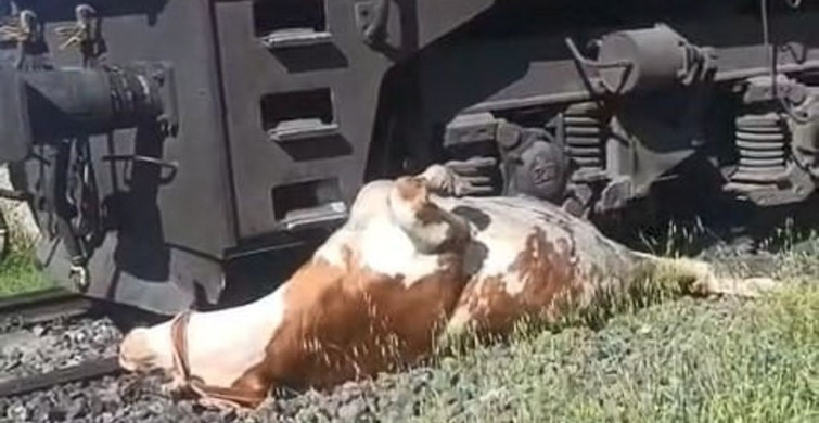 Tren Kazasından Sonra İneği Kurtarma Mücadelesi