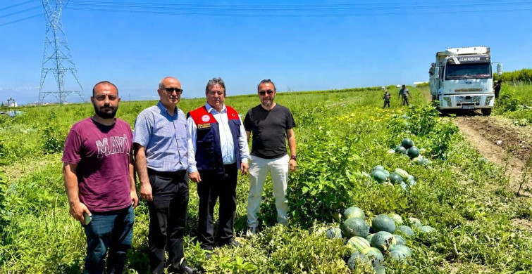 Tropical sunshine çeşidi karpuz, üreticilerin yüzünü güldürüyor