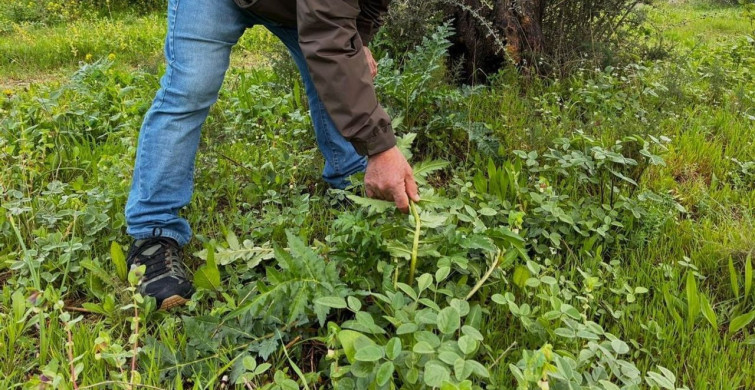 Tülüşah İçin Acil Koruma Çağrısı