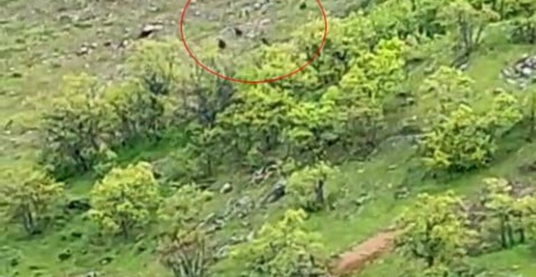 Tunceli'de Ayı Sürüsü Görüntülendi