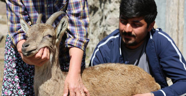Tunceli’de Günlerce Baktıkları Dağ Keçisine Gözyaşlarıyla Veda Ettiler