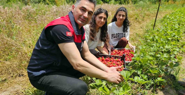 Tunceli'de kadın üreticilerin çilek hasadı yüz güldürdü
