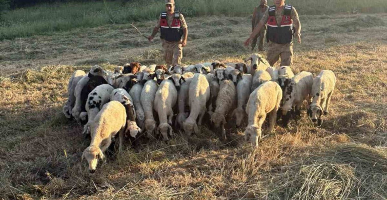 Tunceli'de kaybolan küçükbaş hayvanlar dron ile bulundu