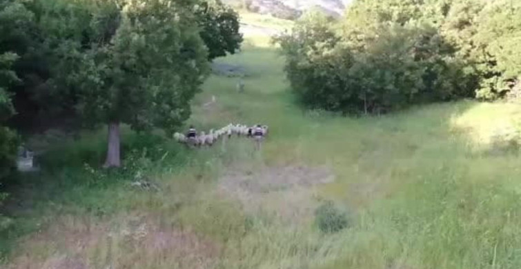 Tunceli'de kaybolan küçükbaş hayvanlar dron yardımıyla bulundu
