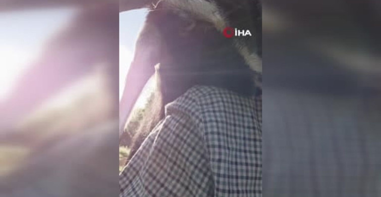 Tunceli'de keçileriyle sevgi dolu anlar