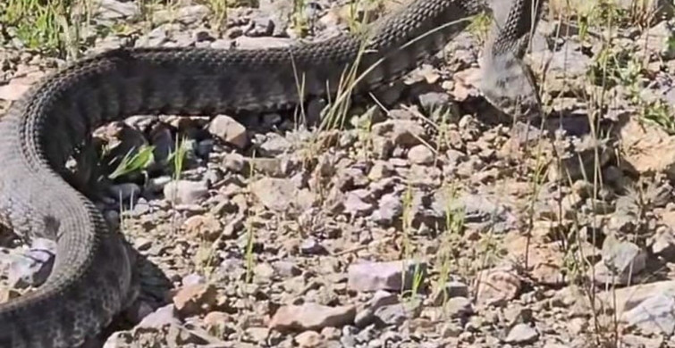 Tunceli’de koca engerek yılanı görüntülendi