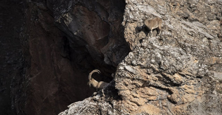 Tunceli'de Yaban Keçileri İzleniyor