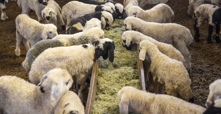 Tunceli'deki Besiciler Oğlak ve Kuzu Doğumlarında Zorlu Mücadele Veriyor