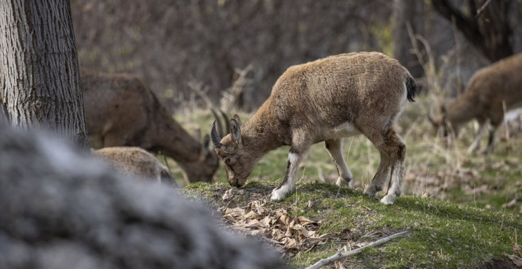 Tunceli'nin Çemişgezek ilçesinde Yaban Keçileri Güvenle Yaşıyor