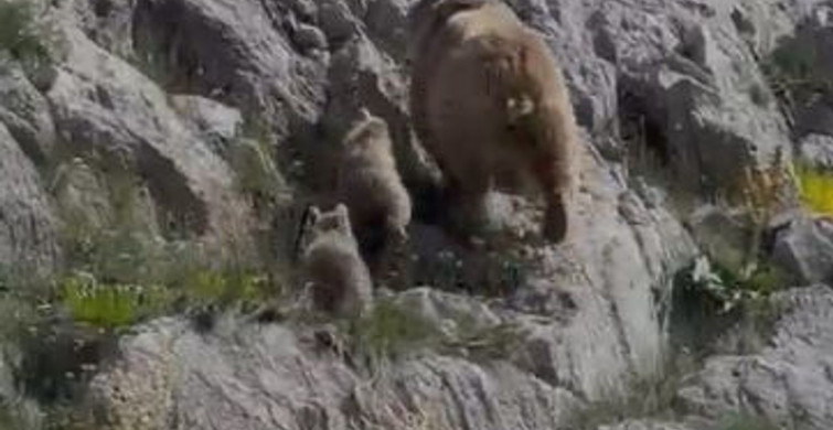 Tunceli’nin Ovacık ilçesinde anne ayı ve yavruları görüntülendi