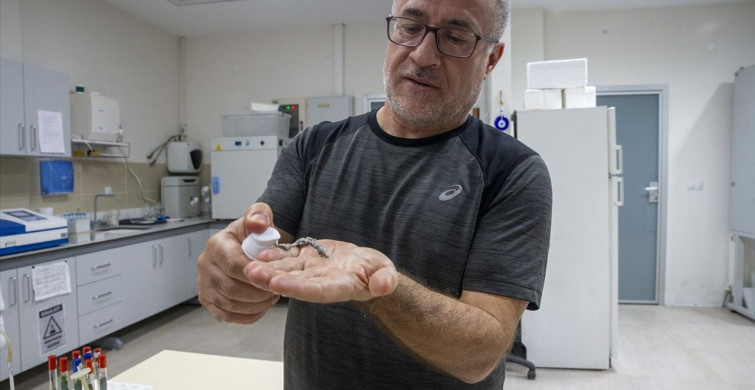 Türk Akademisyenler Mürekkep Balığından Güneş Kremi Geliştirdi