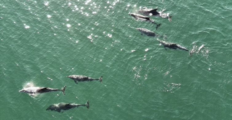 Türkeli Sularında Yunus Dronla Görüntülendi
