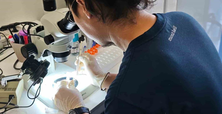 Türkiye ve Japonya'dan kene tehdidine karşı ortak mücadele