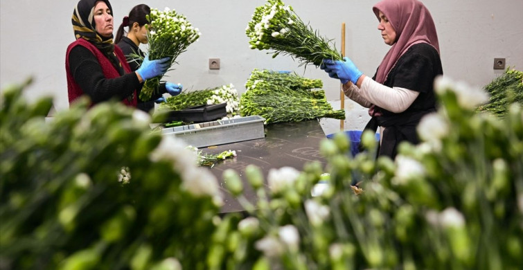 Türkiye Yılbaşı İçin 12 Milyon Dolarlık Çiçek İhracatı Gerçekleştirdi