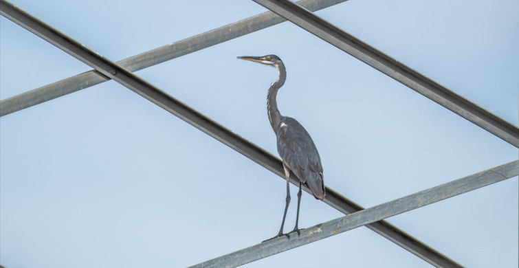 Türkiye'de 287 Bin 254 Su Kuşu Sayıldı