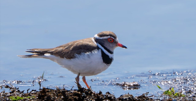 Türkiye'de İlk Kez Takkeli Cılıbıt Kuşu Görüldü