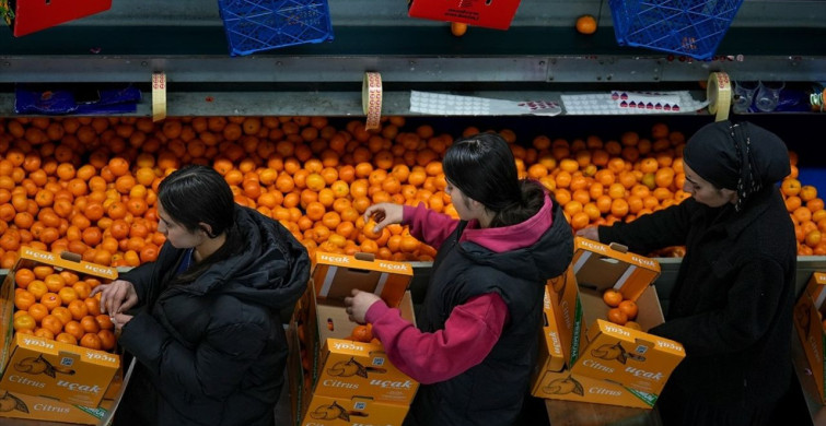 Türkiye'de Mandalina İhracatında Rekor Artış