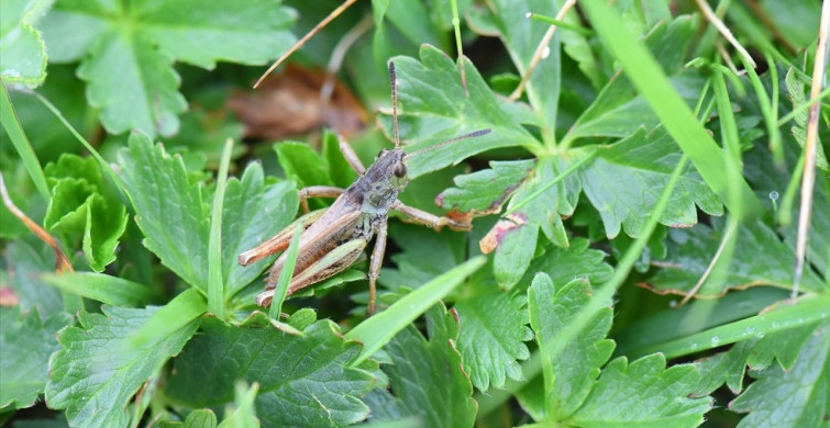 Türkiye'de Yeni Çekirge Cinsi Keşfi: Salmanihippus turcicus