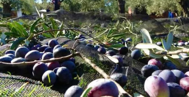 Türkiye'de Zeytin Ağacı Yüzde 50 Artışta!