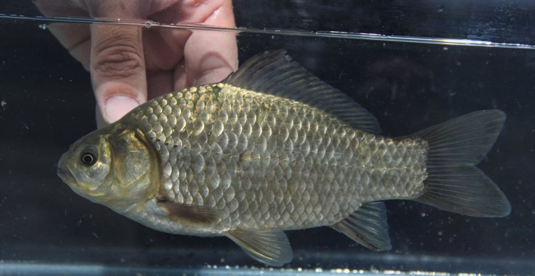 Türkiye'deki Tatlı Su Balıkları Tehdit Altında