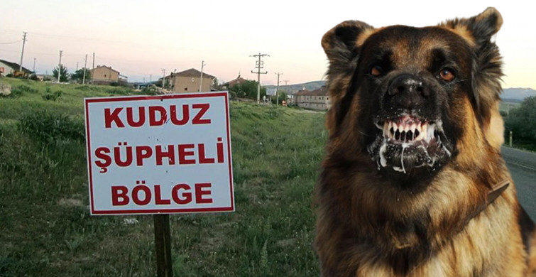 Türkiye’nin 5 yıllık kuduz bilançosu korkuttu: 12 ilde karantina uygulandı
