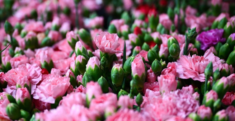 Türkiye'nin Çiçek İhracatında Hedef 180 Milyon Dolar