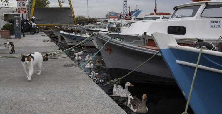 Türkiye’nin Denizlerinde Balık Türü Azalıyor: Uzmanlar Uyarıyor