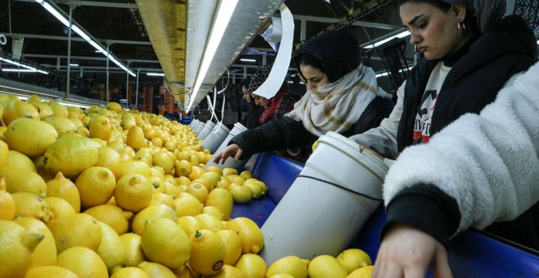 Türkiye'nin Narenciye İhracatı 2025'te Rekor Kırdı