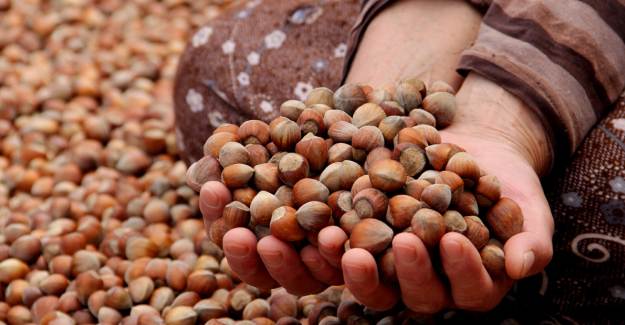 Türkiye'ye Son 10 Sezonda Fındıktan 20 Milyar Dolar Döviz Girdi