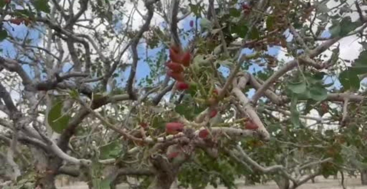 TZOB'dan Şanlıurfa'daki Tarımsal Afet Açıklaması