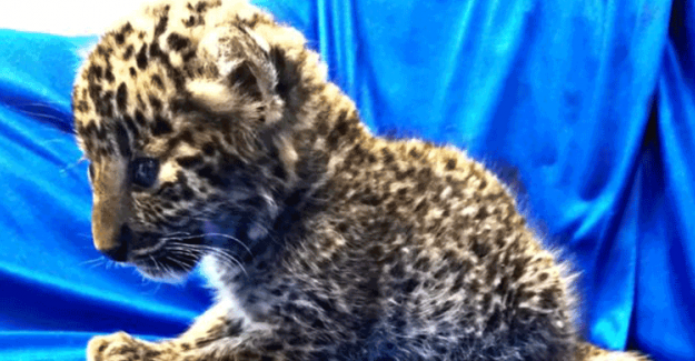 Uçak Yolcusunun Bavulunda Yavru Leopar Bulundu