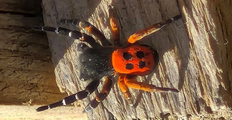 Uğurböceği Örümceği Elazığ'da Keşfedildi