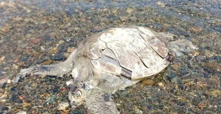 Ula sahilinde telef olmuş caretta caretta bulundu