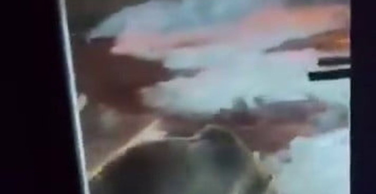 Uludağ'da Ayı Ailesinin Gizli Anları Kamera Kaydında