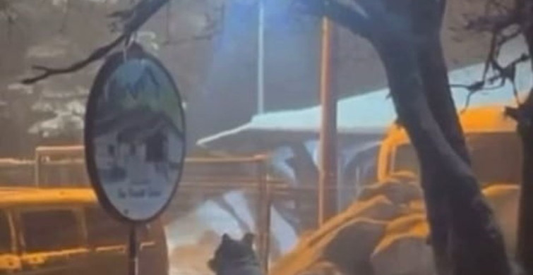 Uludağ'da Kış Uykusundan Uyanan Ayı Ailesi Sarıalan'a İndi