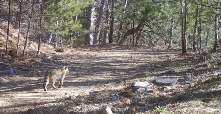 Uludağ'da Yaban Kedisi Fotokapana Yakaladı