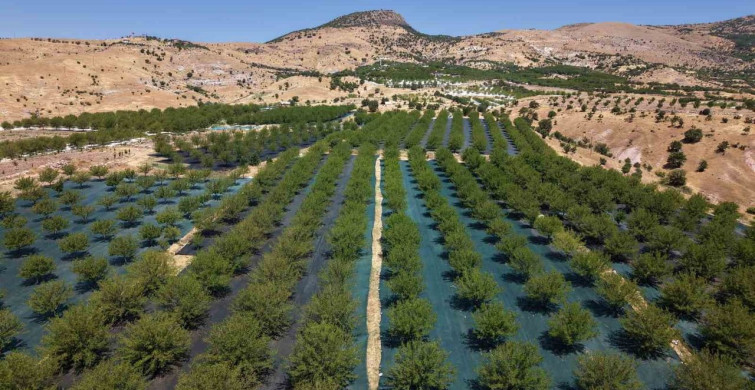 Ulukale dutunda bu yıl 650 ton rekolte bekleniyor