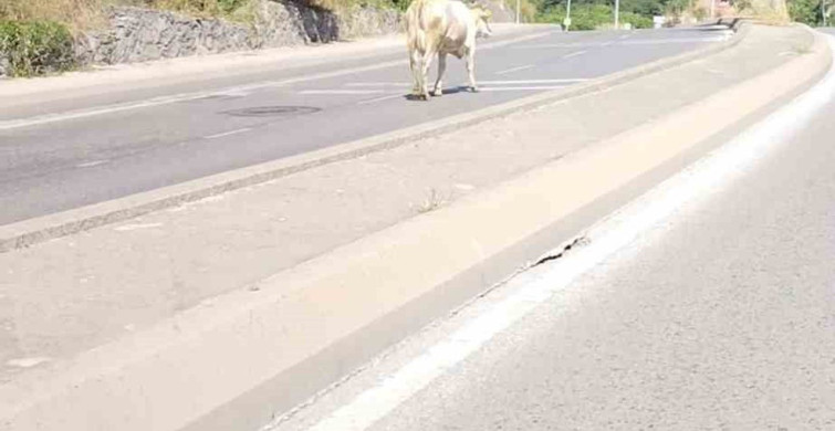 Ümraniye'de cadde ortasında başıboş inek görüntülendi