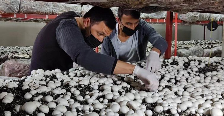Üniversiteli Gencin Ürettiği Mantarlar Kapış Kapış Satılıyor