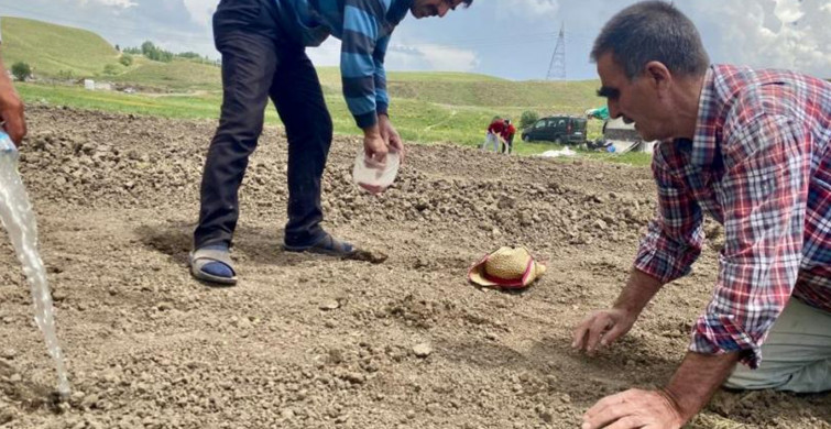 Ürdün'de Kavurucu Sıcaklar Nedeniyle Mahsuller Zarara Uğradı