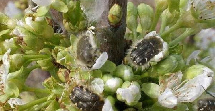 Üreticilere Bakla Zınnı Zararlısı Uyarısı