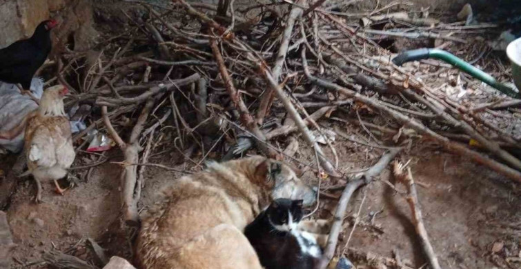 Üşüyen Kedi ve Köpeğin Sıcak Dostluğu