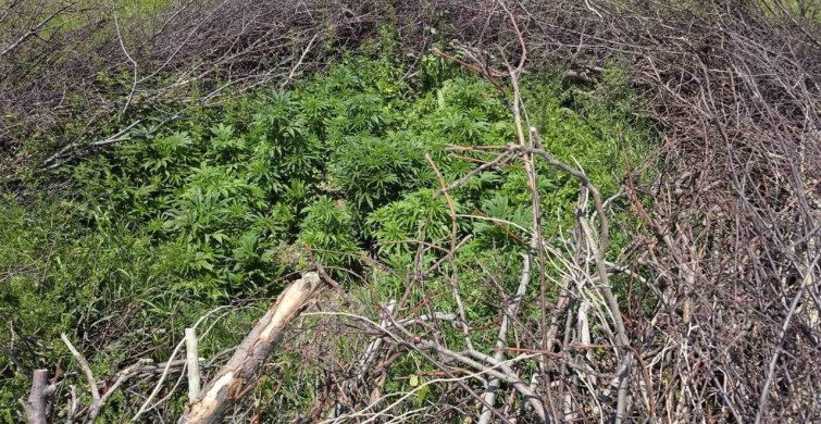 Uyuşturucu Operasyonu: Niğde'de Ele Geçirilen Madde ve Gözaltı