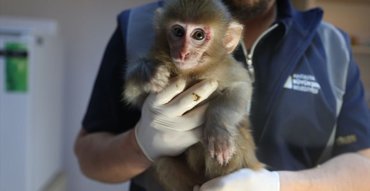 Uyuşturucu Şüphelilerinden Kurtarılan Maymun Yavrusu 'Portakal' Bakımda