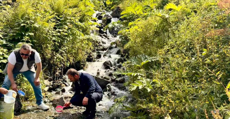 Uzungöl ve çevresindeki derelere 15 bin yavru kırmızı benekli alabalık salındı