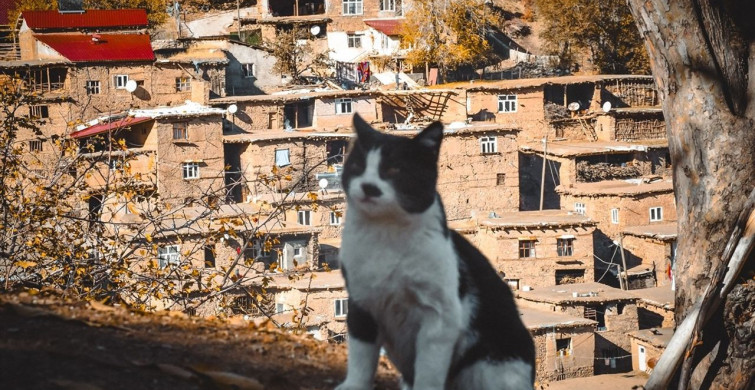 Uzuntaş Köyü: Sonbahar Renkleriyle Fotoğraf Tutkunlarının Gözdesi